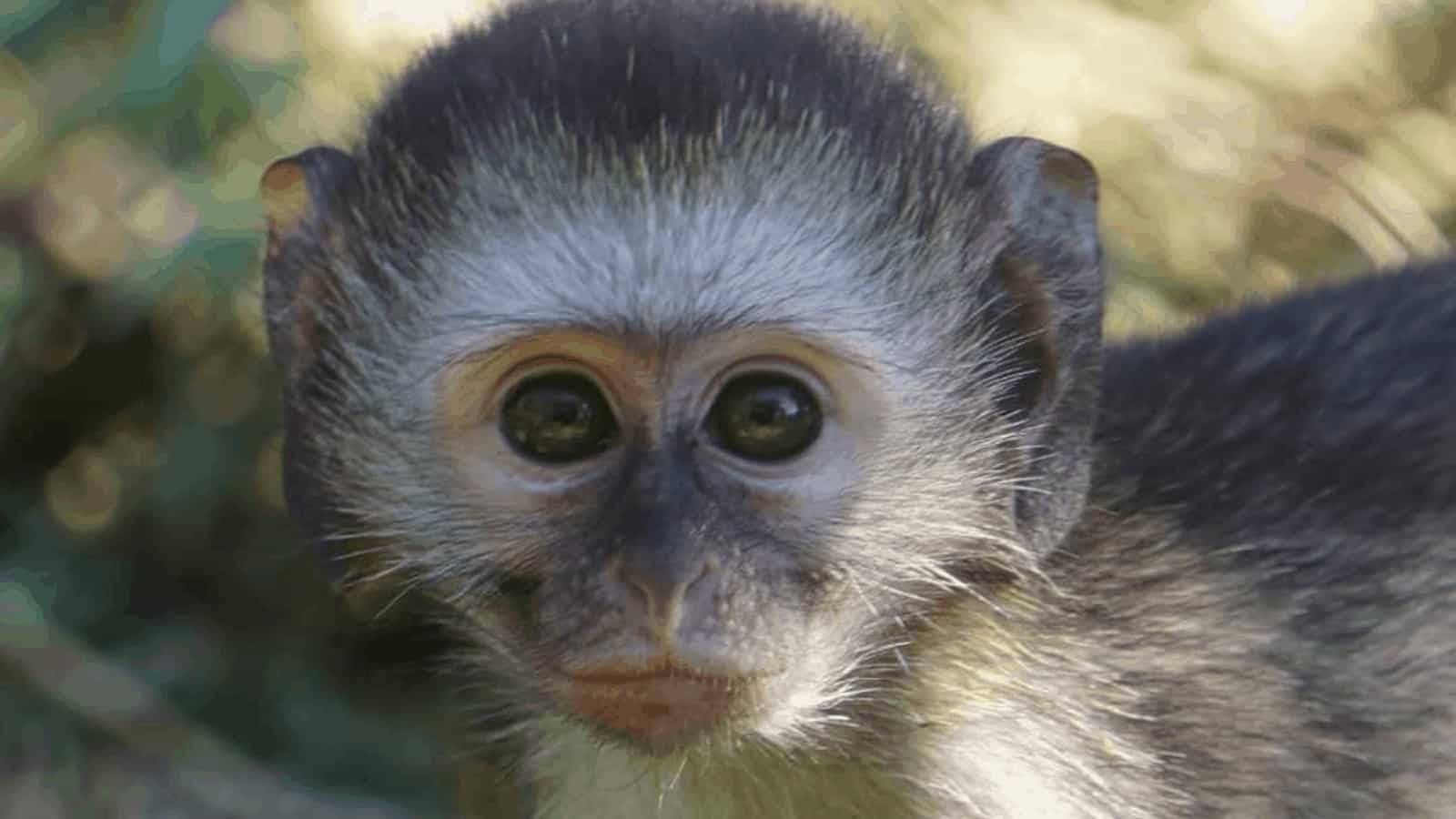 South African Rescue Dedicated to Saving Vervet Monkeys