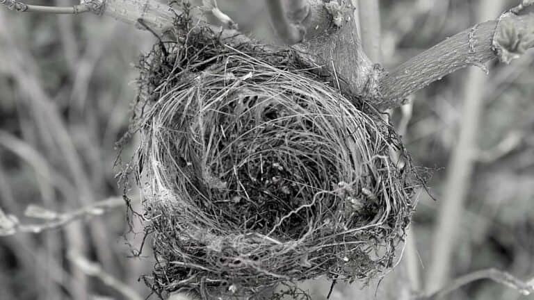 empty nest