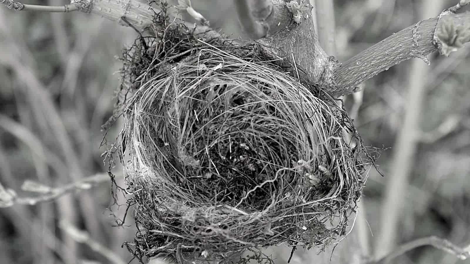 Empty Nest Syndrome: Symptoms, Causes, and Treatment