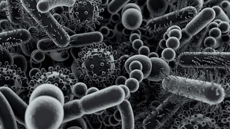 gut microbiome