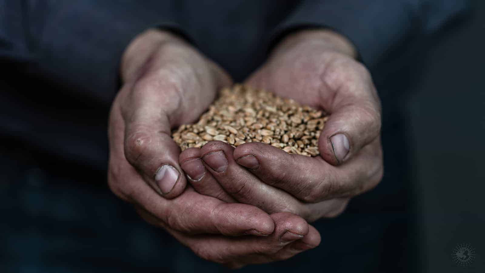 Barley and Wheat Discovery Offers a Pathway to End Famine