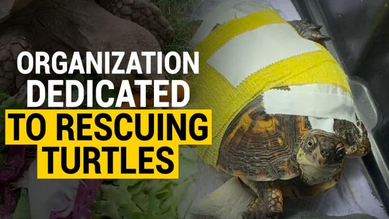 turtle rescue