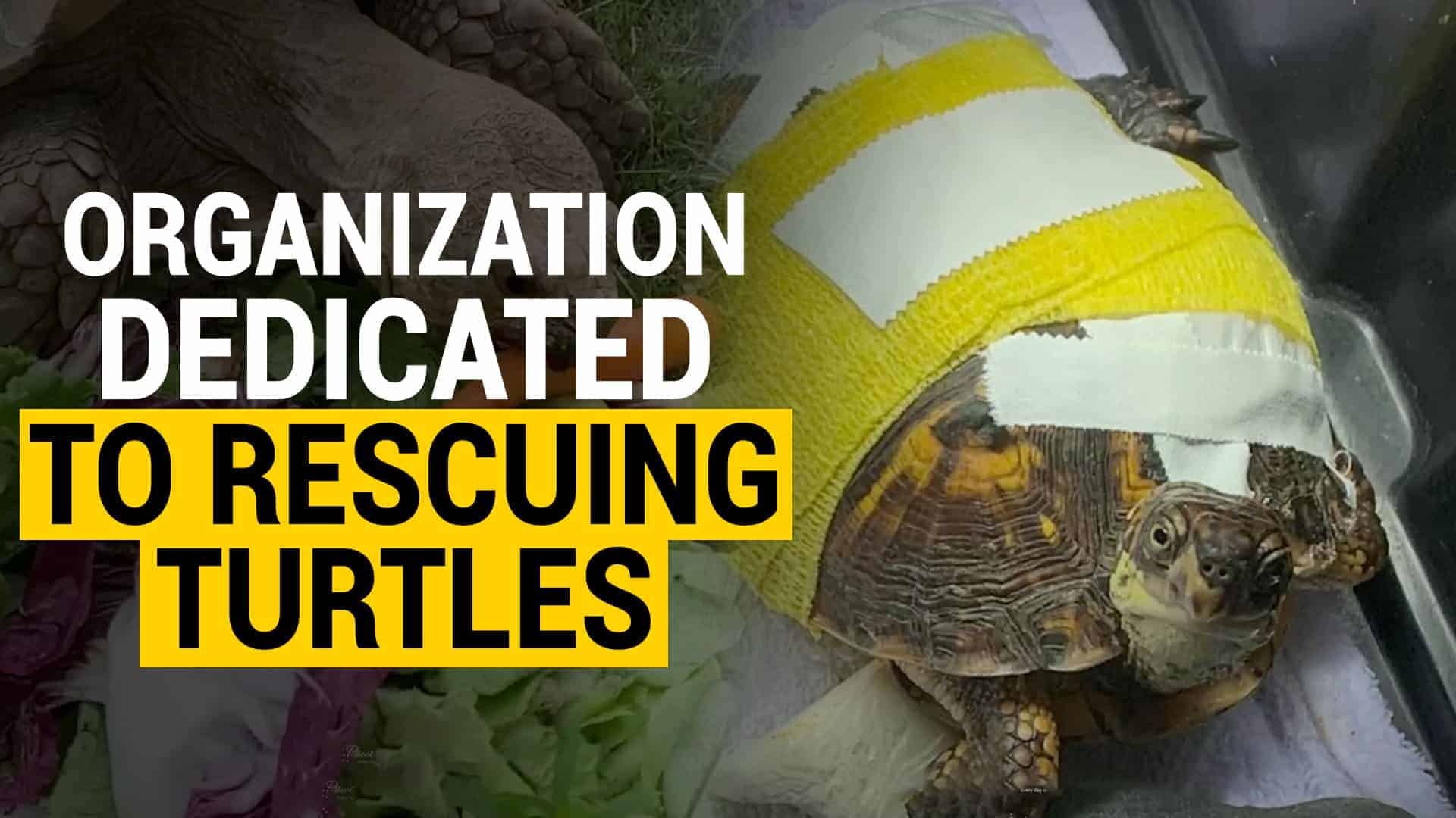 Turtle Rescue Saves Over 150 Lives Every Year