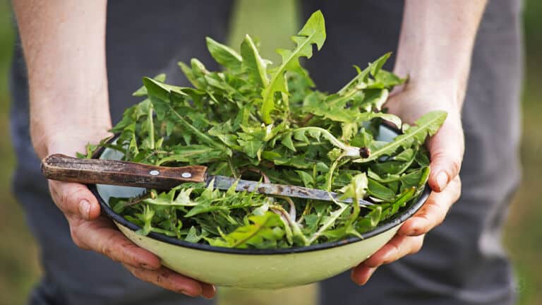 dandelion greens