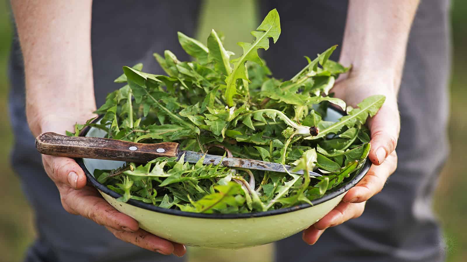 This is What Happens to Your Body When You Eat Dandelion Greens
