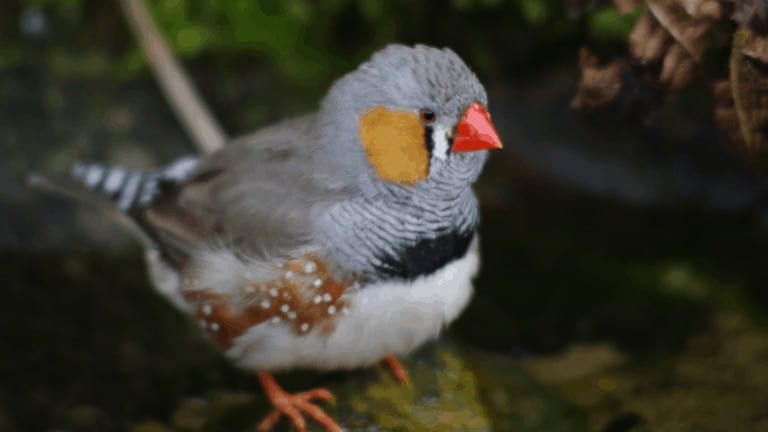 zebra finch