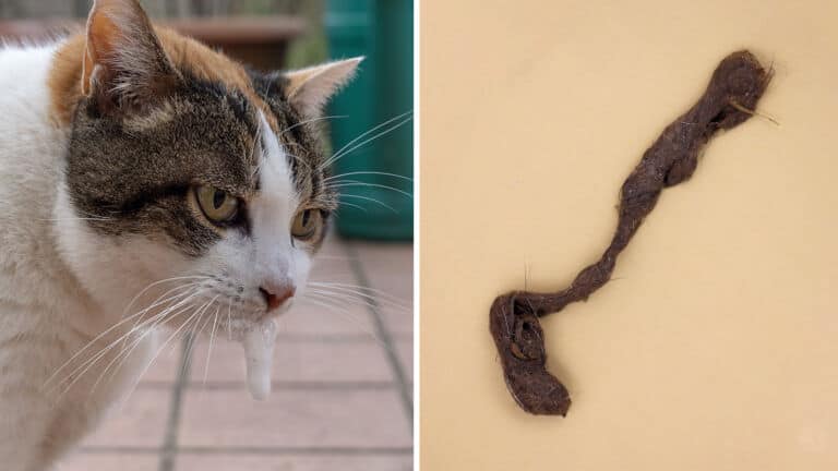 hairball fixes