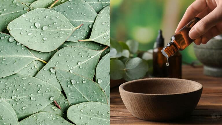 eucalyptus