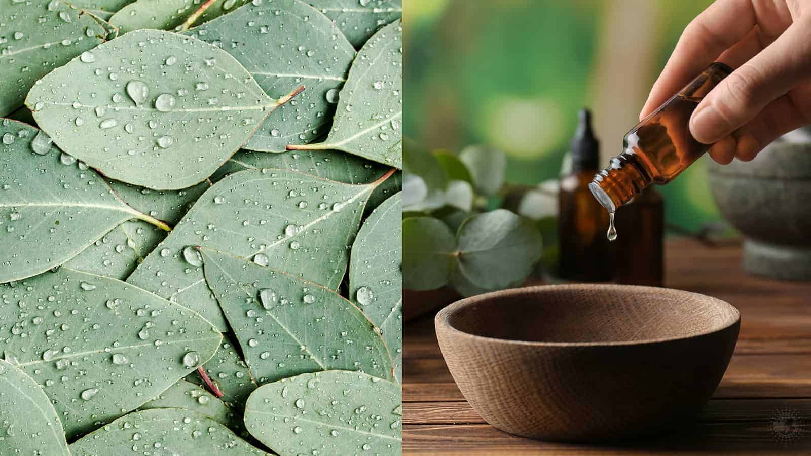 10 Scientific Reasons Eucalyptus is Good for Your Health