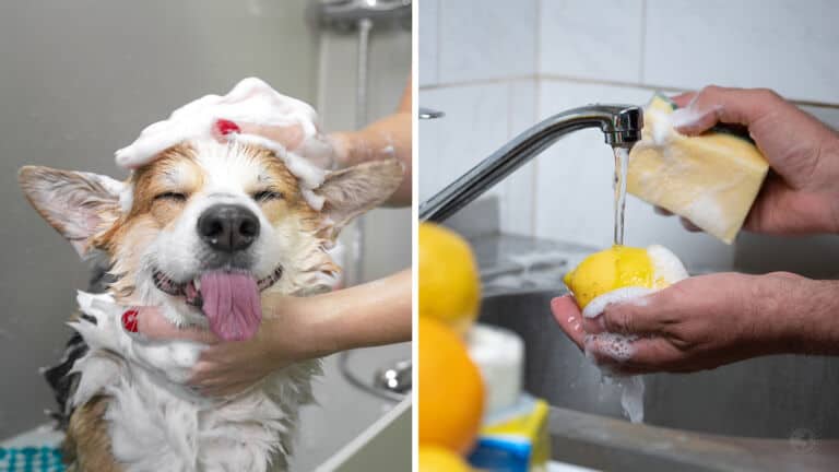 dish soap