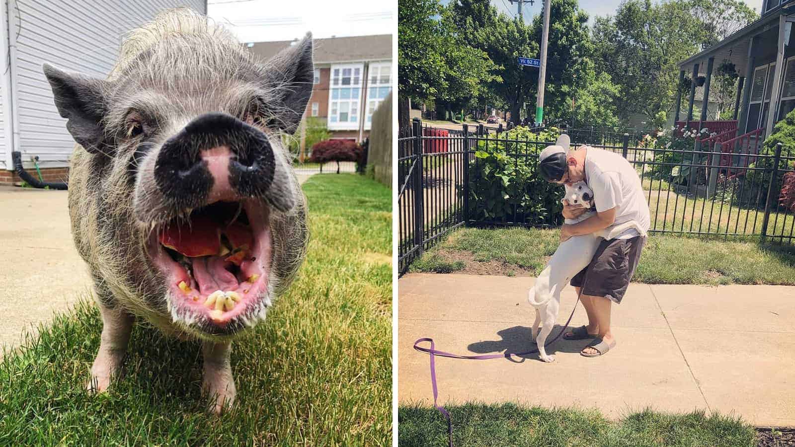 Couple Rescues A Dog…Then A Pig…And Now Has An Animal Sanctuary