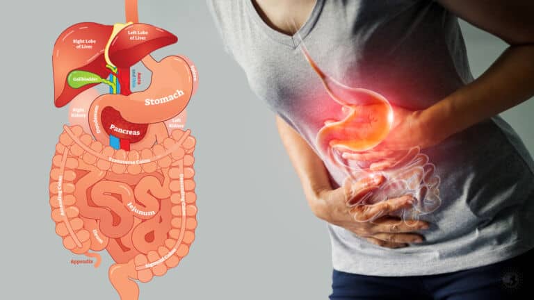digestion