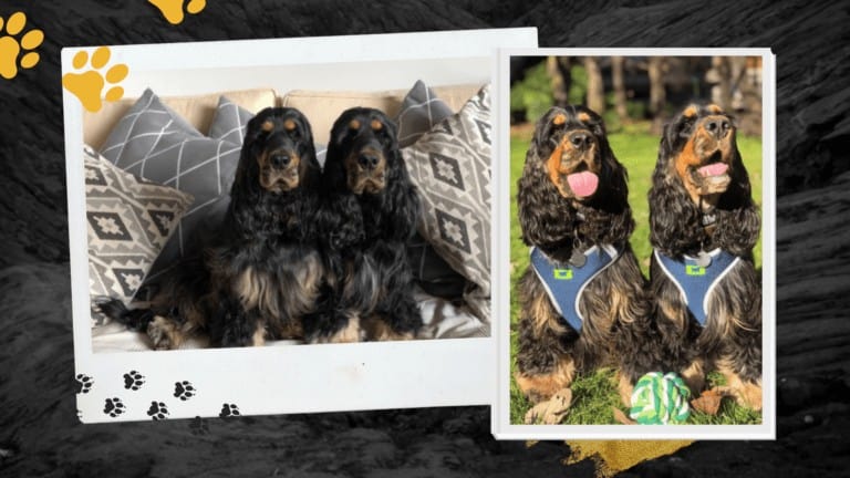 cocker spaniels