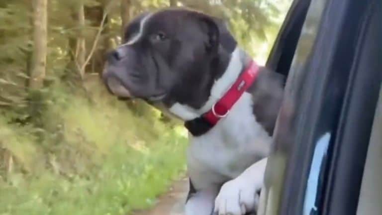 bait dog