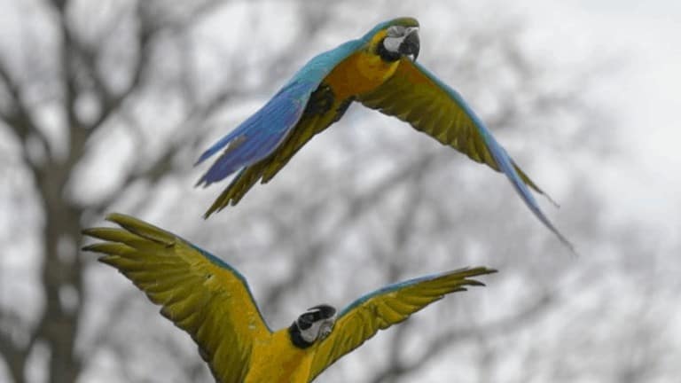 macaw parrots