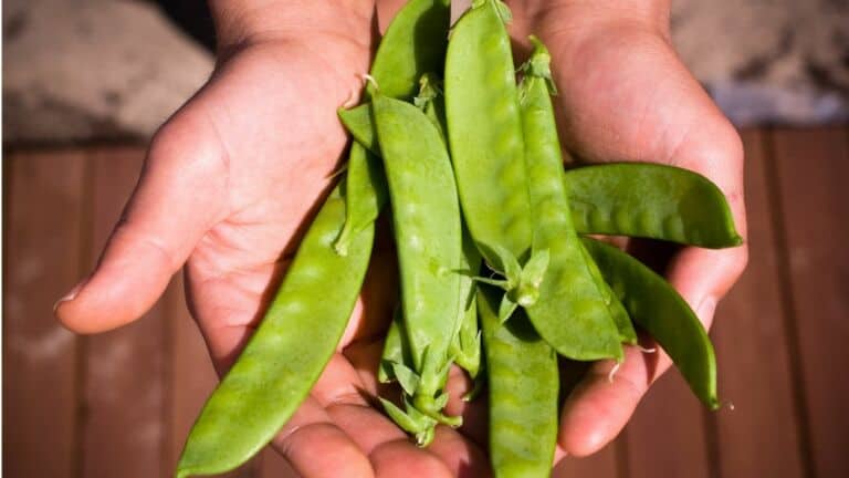 snow peas