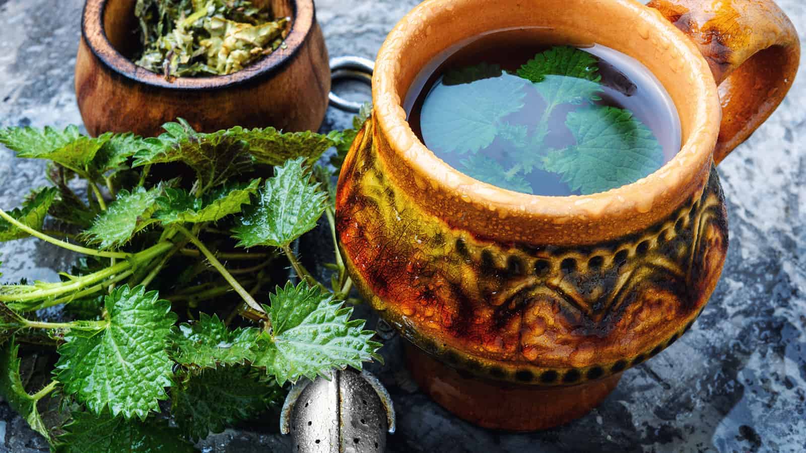 10 Reasons to Brew a Cup of Stinging Nettle Tea Every Day