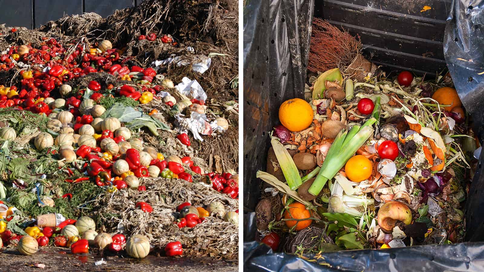Google Develops AI to Help End Food Waste and Feed the Hungry