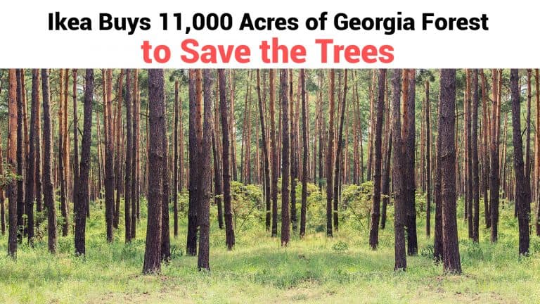 georgia forest