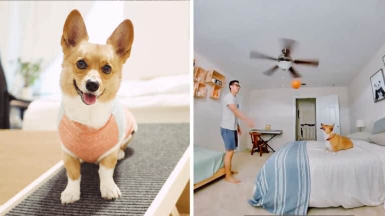 corgi trick shots