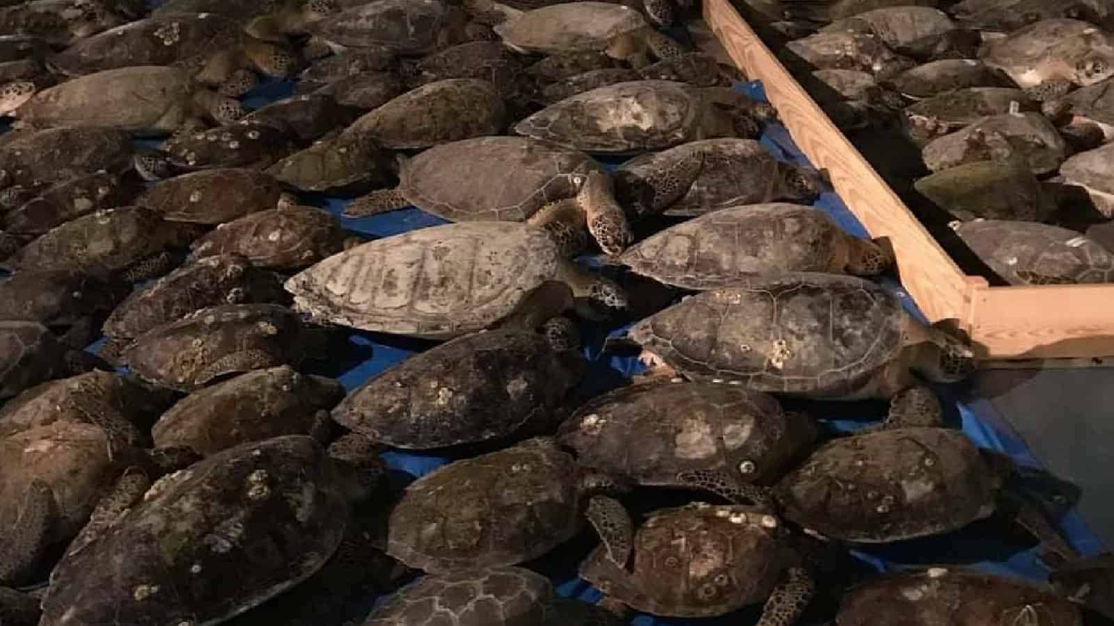 Volunteers Save Thousands of Sea Turtles from Winter Storm in Texas