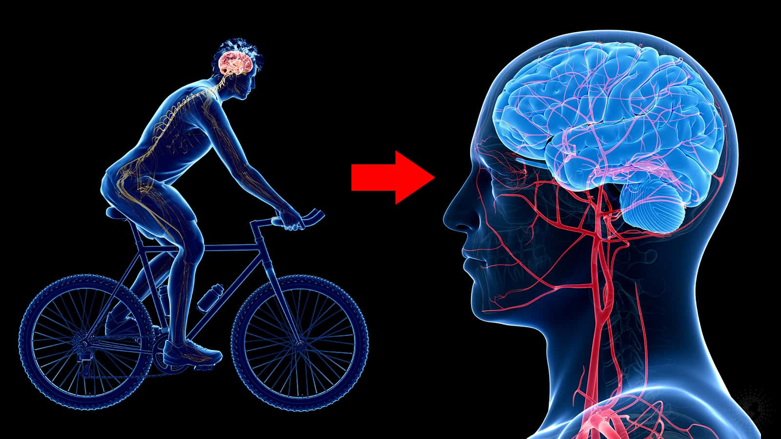Scientists Explain How Exercise Can Protect The Brain Against Depression And Anxiety