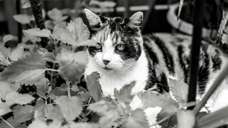 catnip