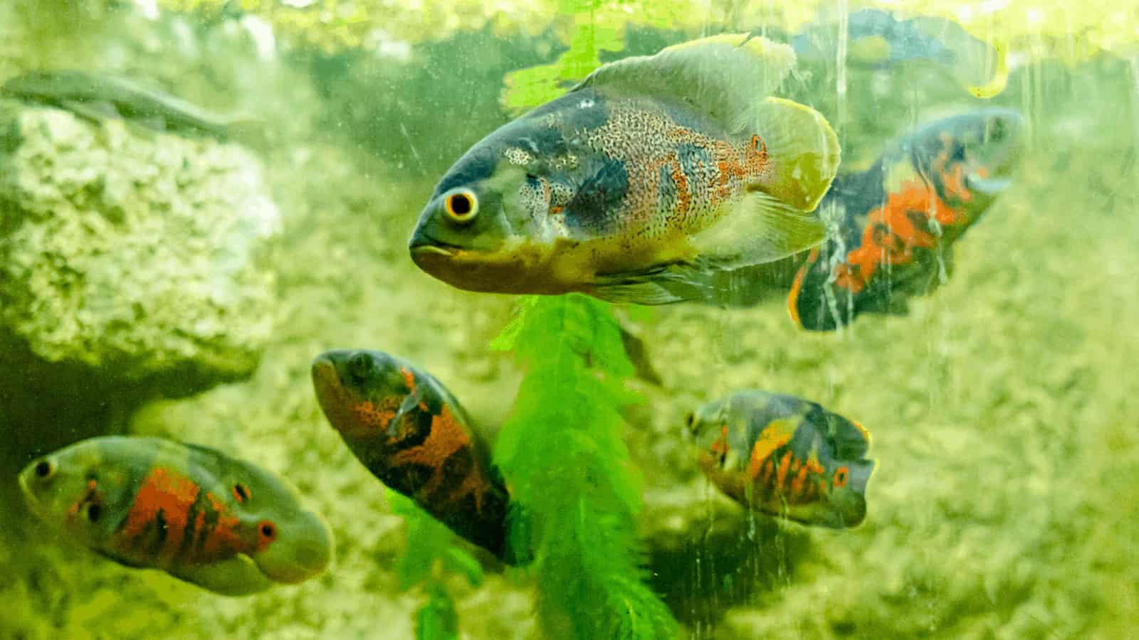 European Study Explains How Climate Change Threatens Freshwater Fish