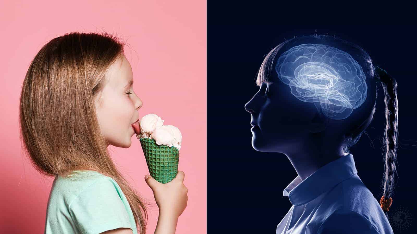 Researchers Reveal Sugar Impairs Brain Development