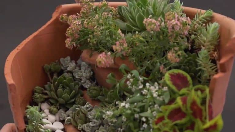 garden pot