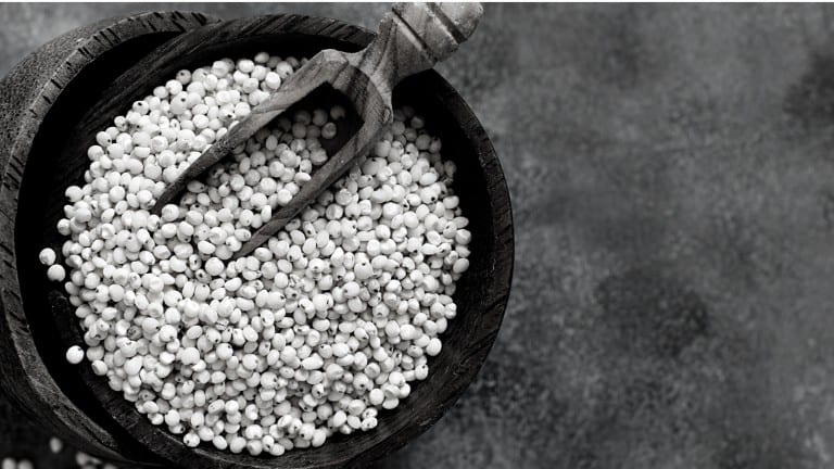sorghum
