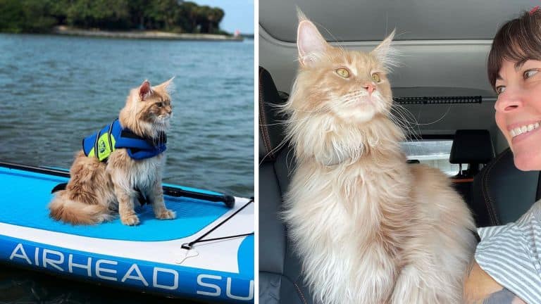 adventurous cat