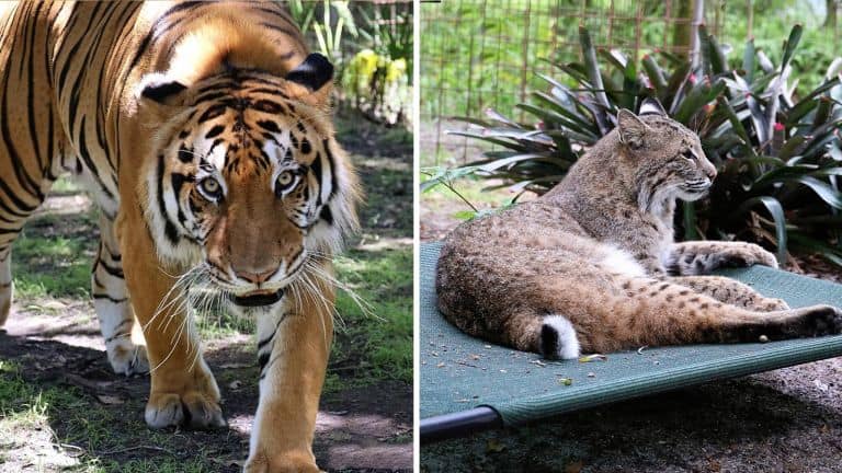big cat rescue