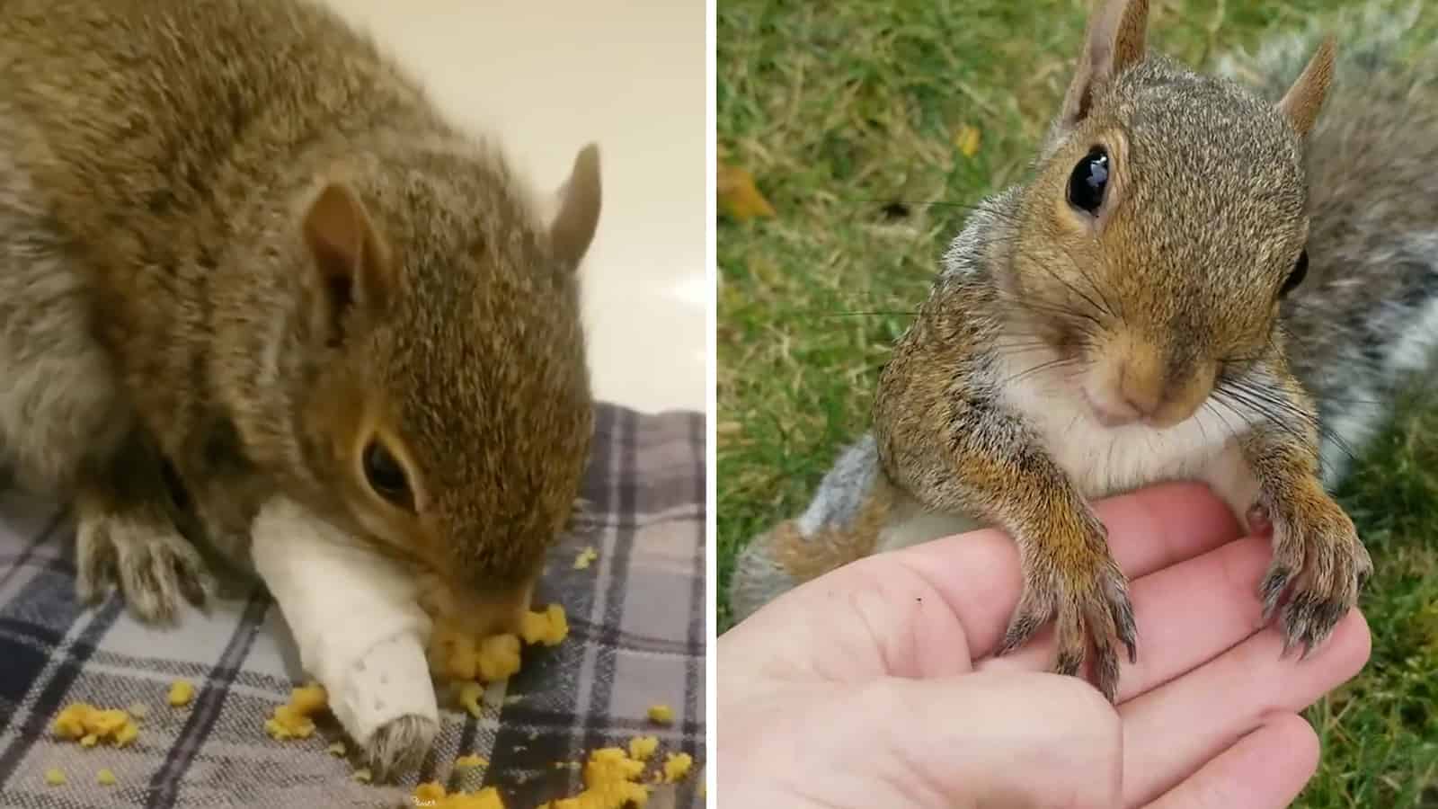 This Abandoned Injured Squirrel Made a Miraculous Recovery