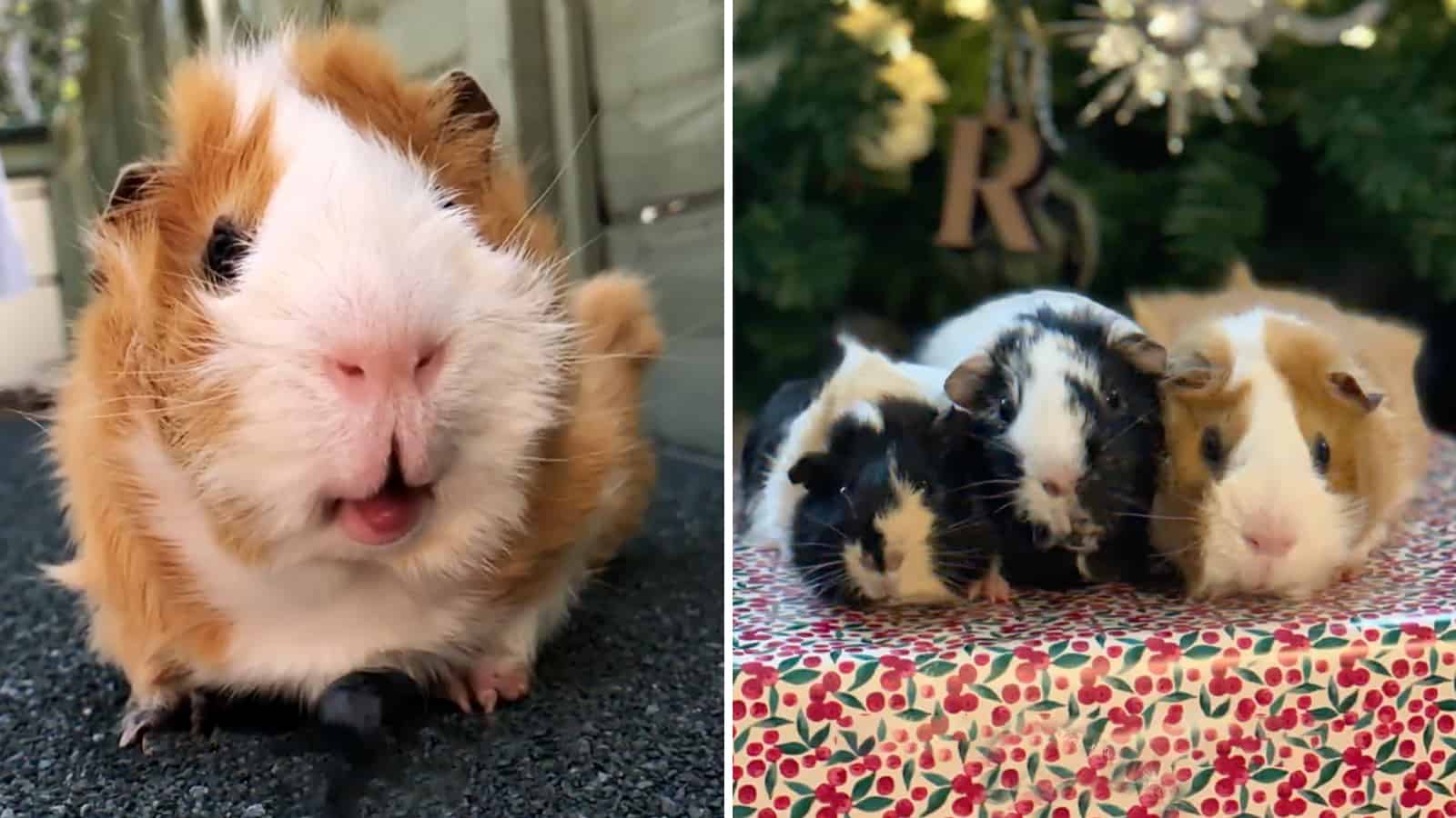 This Adorable Guinea Pig Family Is Taking the Internet by Storm