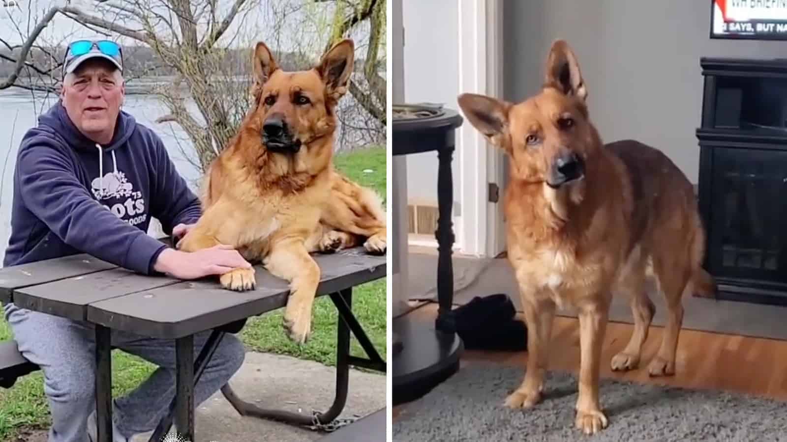 This German Shepherd Proves That Dogs Really Do Make the Best Friends
