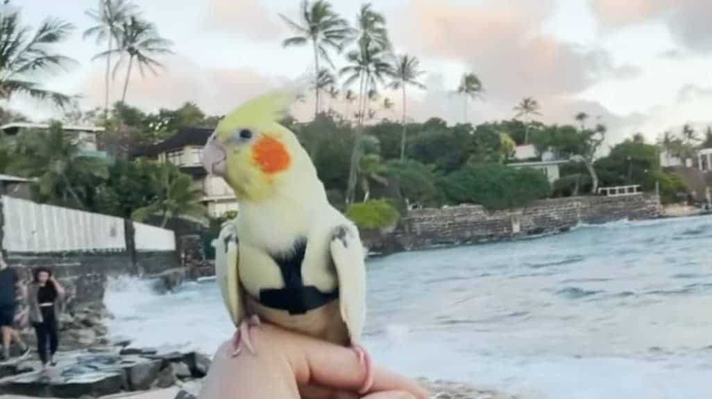 Woody the Cockatiel Enjoys Her Hawaiian Adventures