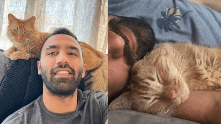 therapy cat