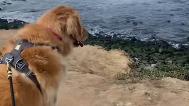 golden retriever