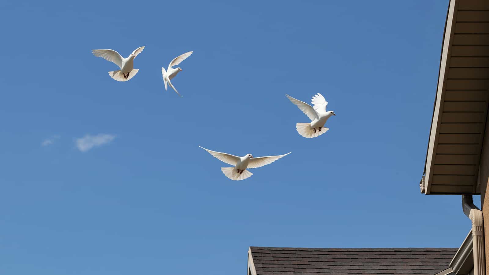 If You See Doves Often, This Is What It Means