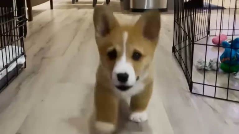 corgi