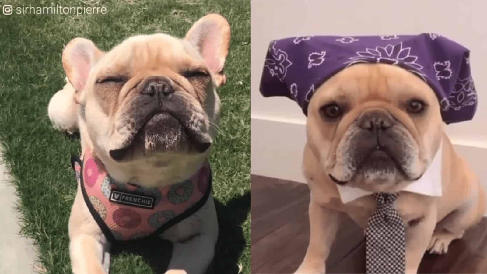 Adorable French Bulldog Shows Off the Latest Fashion Trends