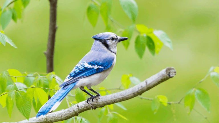 blue jays