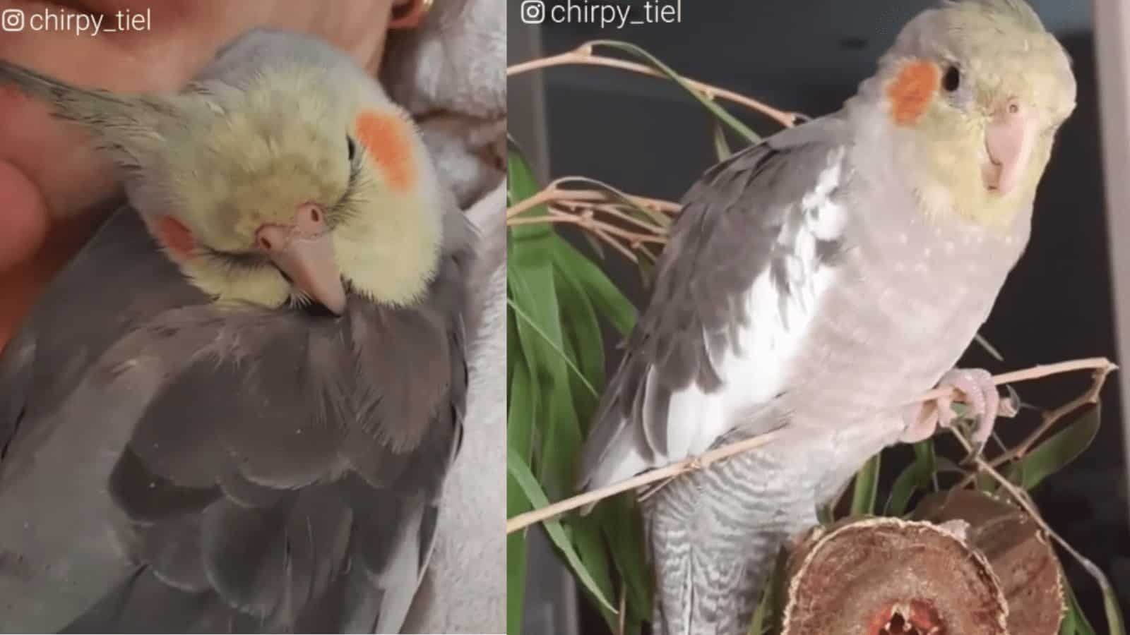 Meet a Male Cockatiel Who Loves to Snuggle with His Friends