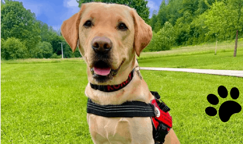 Service Dog Learns How to Respond to Owner’s Blood Sugar Levels