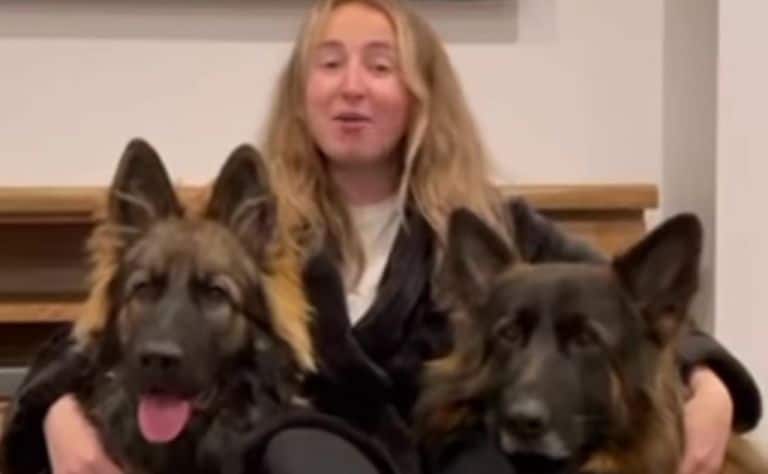 long coat german shepherds