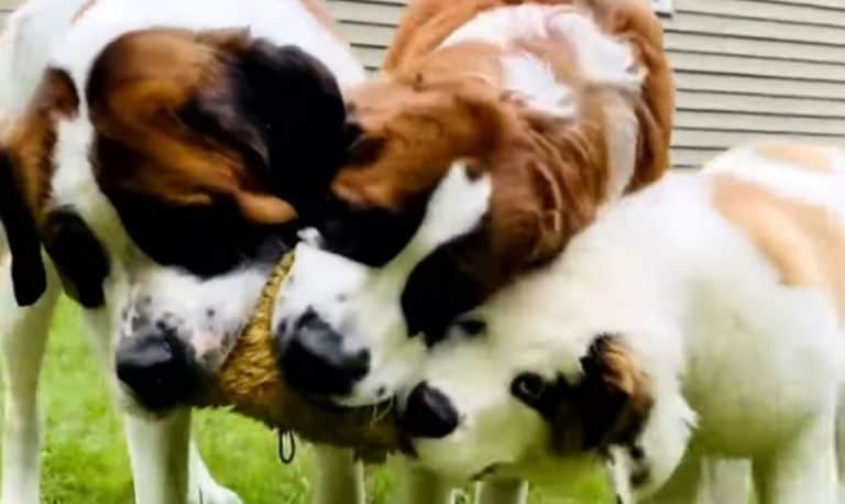 saint bernard