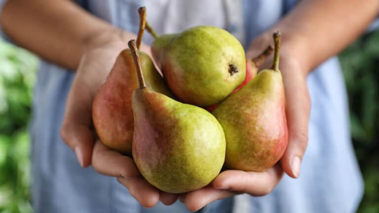 pears