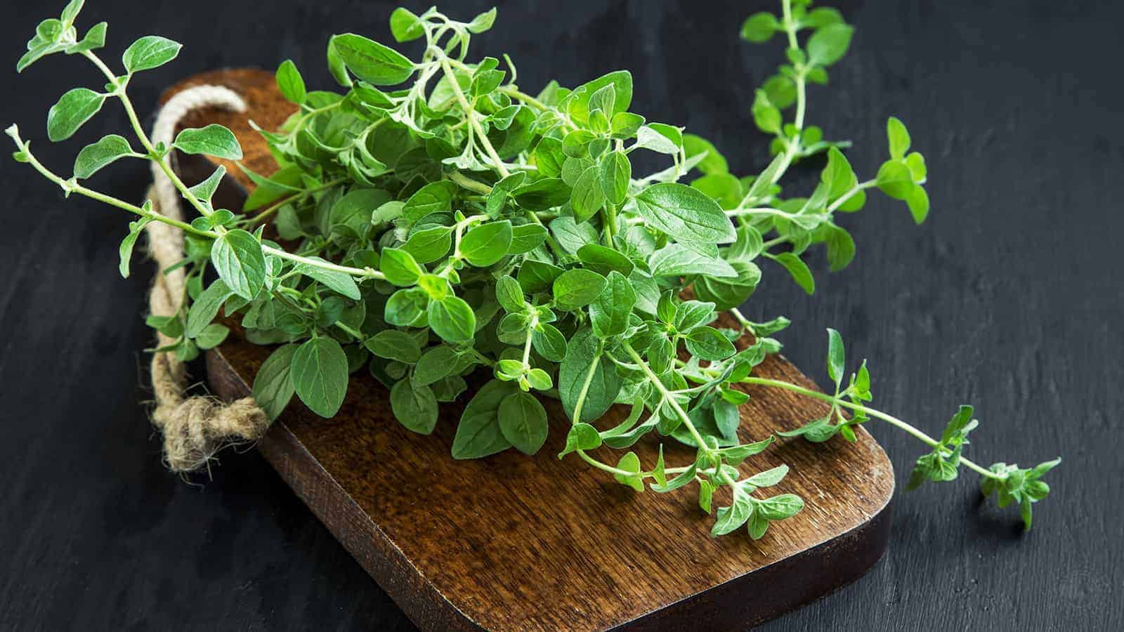7 Reasons to Eat Oregano, According to Research