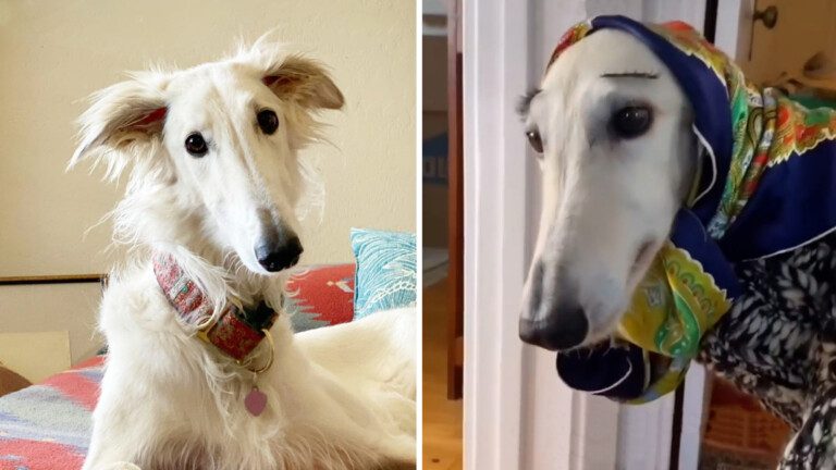 borzoi dog